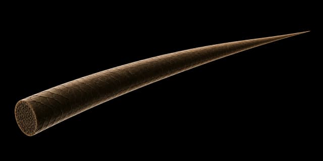 Human Hair
